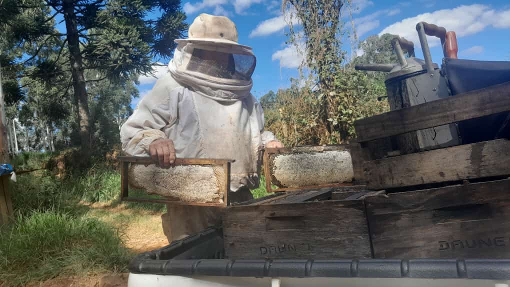 Apicultor trabalhando
